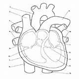 Anatomy Coloring Pages Physiology Heart Human Printable Angel Getcolorings Getdrawings Colorings sketch template