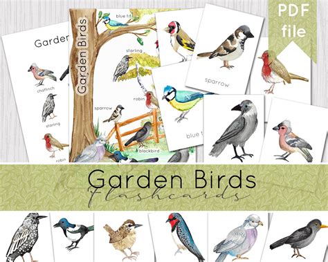 garden bird flash cards wildlife nature study printable etsy uk