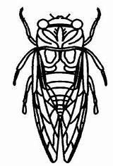 Cicada Clipart Color Coloring sketch template