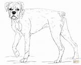 Boxer Coloring Dog Pages Printable Drawing Young Drawings Getdrawings Paper Designlooter Related sketch template