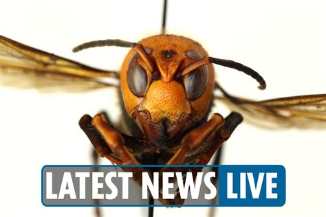 Murder Hornet 2021 Giant Size Wasp Insect Found Near Seattle In First