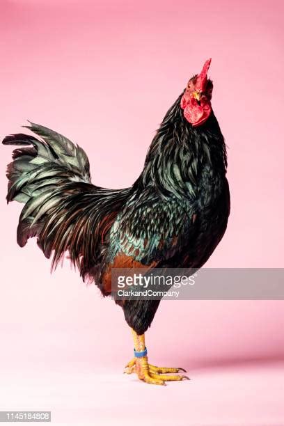 beautiful cocks photos and premium high res pictures getty images
