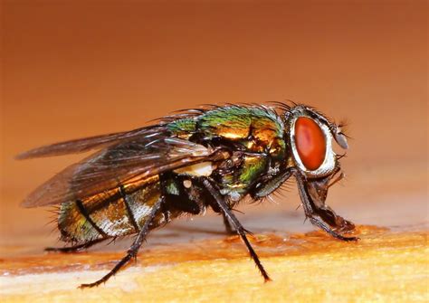 common fly close   stock photo freeimagescom