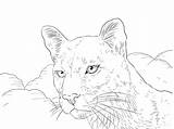 Coloring Pages Puma sketch template