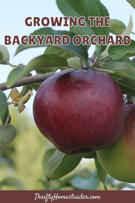 growing  backyard orchard   growing backyard grapefruit tree