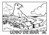 Lobo Lobos Marinos Animado Peques Iepm Peruana Imagui sketch template