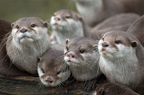 wallpaper animals wildlife whiskers otters family view otter
