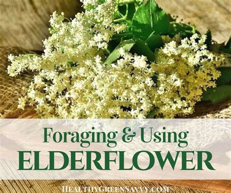 elderflower incredible elderflower  benefits