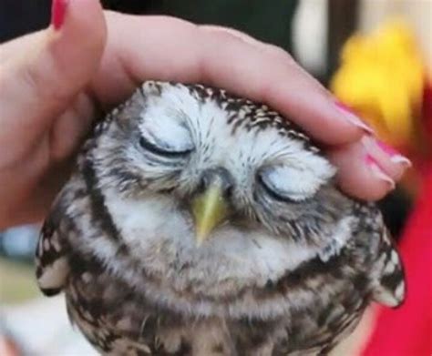 cute owl   melt  heartin  good  pinterest