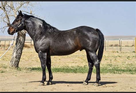 bay roan stallion