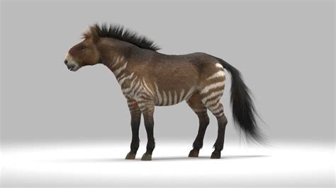 hippidion extinct horse  turbosquid