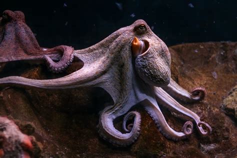 incredible octopus   facts