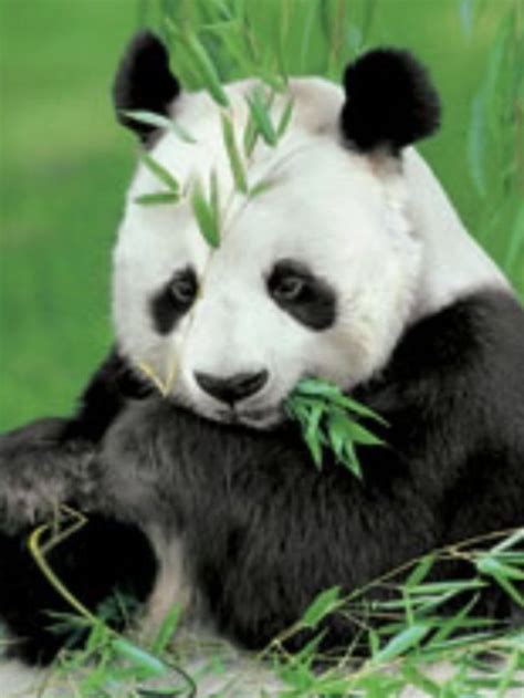 pin  andrew matteo  baby noah discovery cards panda