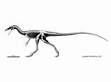 Compsognathus Skeletal Hartman Longipes Prehistoric Dinosaurussen Theropod Fossils sketch template