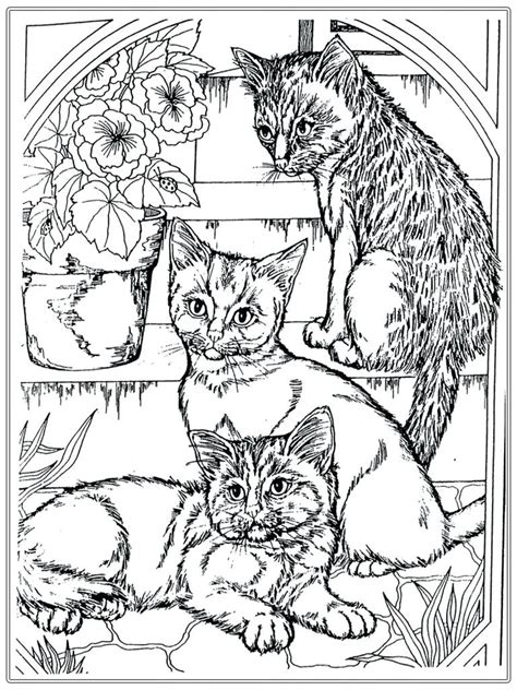real kitten coloring pages  getdrawings