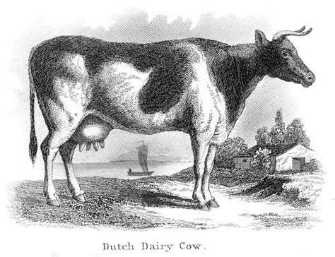 dutch dairy cow engraving 1873 photos framed prints puzzles posters