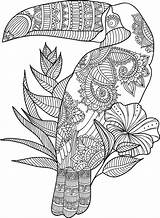 Coloring Adult Toucan Mandala Printable Pages Zentangle Gel Pens Animal Amazing Template Book Coloringbay sketch template