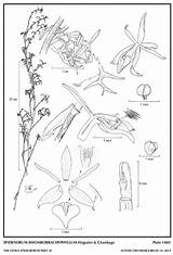 Jimenez Santiago Epidendrum Hágsater Herbaria Subgroup Amo Drawing Type Group sketch template