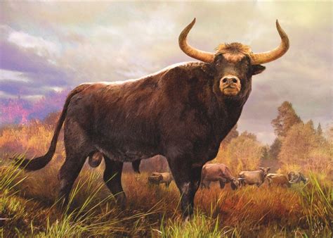 aurochs bull bos primigenius bojanos  extinct species  large wild cattle  inhabited