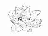 Lotus Outline Flower Drawing Tumblr Clipart Japanese Flowers Line Drawings Aesthetic Simple Transparent Vector Leaves Clip Outlines Sketch Collection Getdrawings sketch template