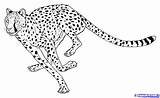 Cheetah Draw Cheetahs Drawing Cartoon Coloring Step Kids Drawings Pages Cat Running Print Head Tattoo Easy Animal Body Cats Color sketch template