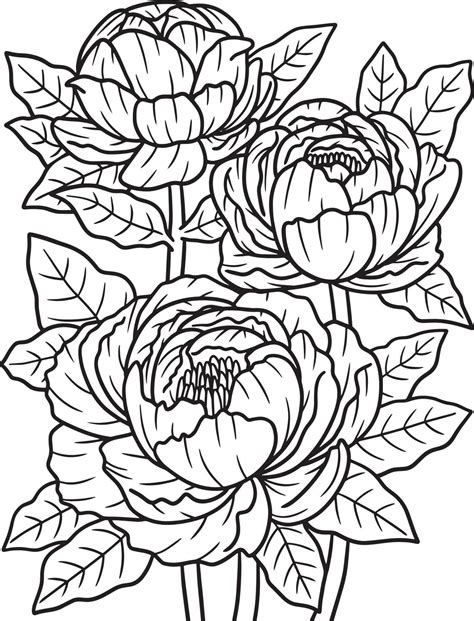 peonies flower coloring page  adults  vector art  vecteezy