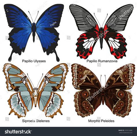 exotic butterflies  names stock vector illustration