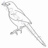 Magpie Coloring Pages Draw Click sketch template