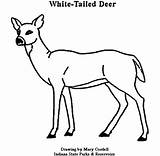 Deer Tailed Coloring Pages Dnr Services sketch template