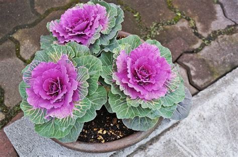 How To Grow And Care For Ornamental Kale And Cabbage Ornamental