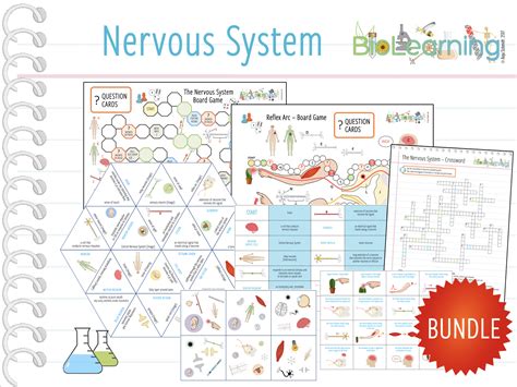nervous system  games  activities ksks teaching resources