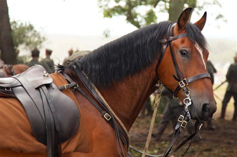 trustmovies spielbergs war horse  minutes   proves  genuine holiday blockbuster