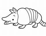 Armadillo Coloring Armadillos Young Pages Coloringcrew Results sketch template