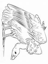 Avvoltoi sketch template