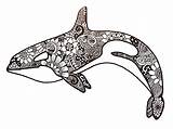 Orca Zentangle Animals Whale Coloring Pages Animal Sea Orcas Tattoos Tattoo Creatures Tumblr Choose Board sketch template
