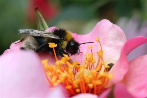 Bumble Bees At Work Cute Wallpapers