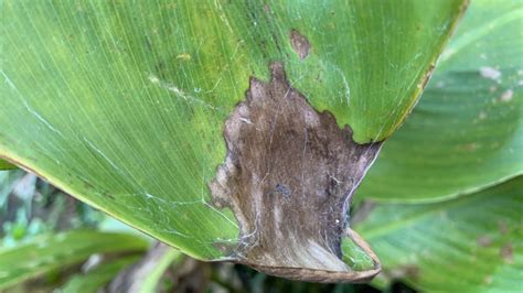 canna lily leaves turning brown complete analysis plantnativeorg