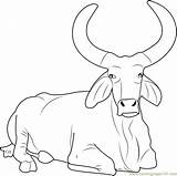 Bulls Getdrawings Ferdinand Brahman Bucking Zebu Coloringpages101 sketch template