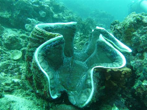 giant clam  facts   psychedelic gentle giant