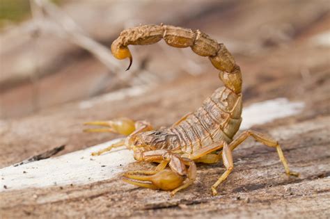 scorpions invertebrates animal encyclopedia