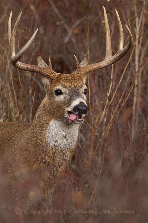 seasons   hunters   whitetail bucks  spokesman review