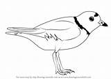 Plover Piping Draw Drawing Step Shorebirds Tutorials sketch template