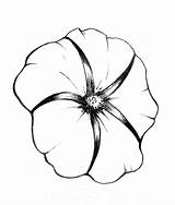 Morning Glory Flower Coloring Pages Drawing Studies Template Deviantart sketch template