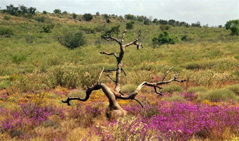 tree   bush  photo  freeimages