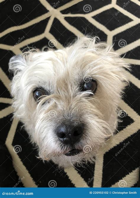 cairn terrier mix dog stock photo image  isolated