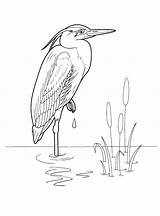 Heron Coloring Pages Print Color Colorkid Kids sketch template