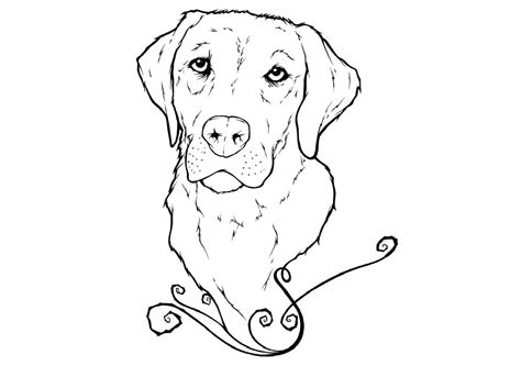 labrador coloring pages  coloring pages  kids   dog
