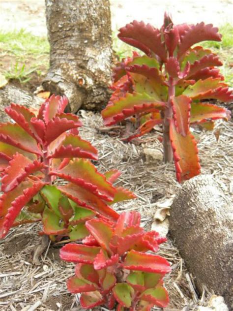 Kalanchoe Sexangularis Six Angled Kalanchoe World Of