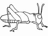 Grasshopper Coloring Insect Drawing Pages Realistic Line Color Kids Bugs Getdrawings Printable Drawings Getcolorings sketch template