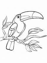 Toucan Coloring Pages Printable Birds Print sketch template